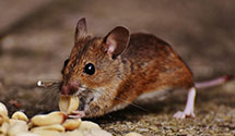 24 Hour & Emergency Exterminators in Ft Washington, PA